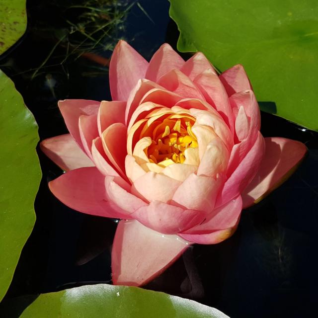 Les Jardins d'eau de Carsac