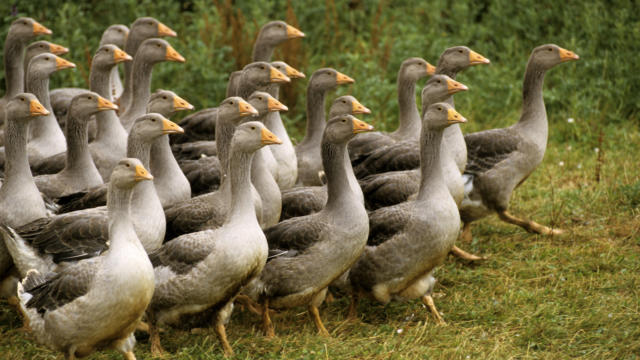 Les Oies du Périgord