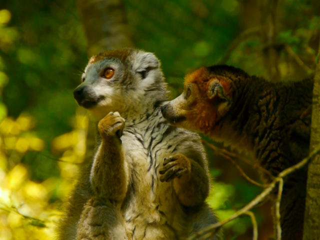 Reserve Zoologique Calviac Lemuriens