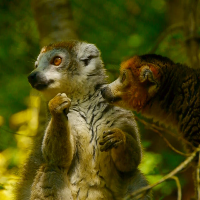 Reserve Zoologique Calviac Lemuriens