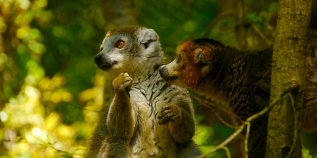 Reserve Zoologique Calviac Lemuriens