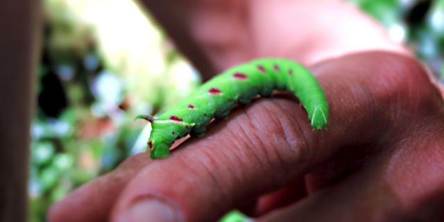 Chenille des sentiers de fontaines