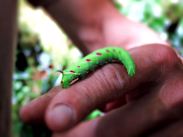 Chenille des sentiers de fontaines