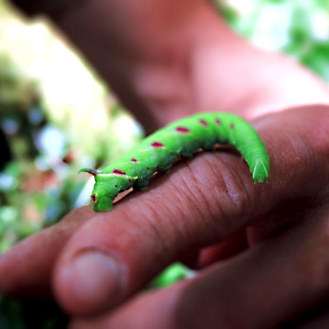 Chenille des sentiers de fontaines