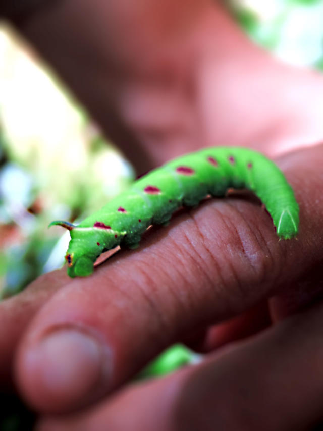 Chenille des sentiers de fontaines