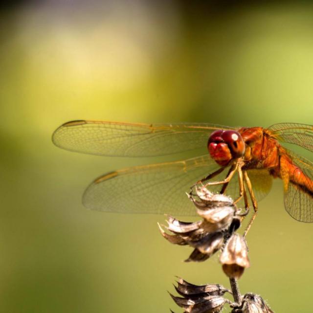 Faune Et Flore Des Jardins Deau