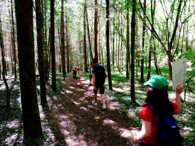 Forets Sentier Des Fontaines