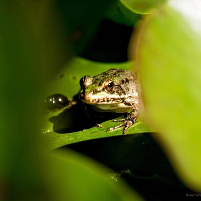 Grenouilles Des Jardins Deau