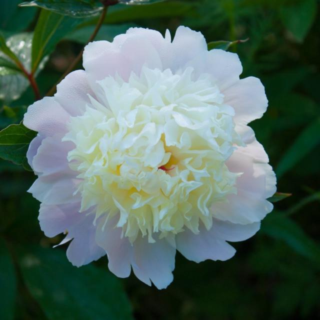 Les Jardins de Cadiot : Roses Anciennes