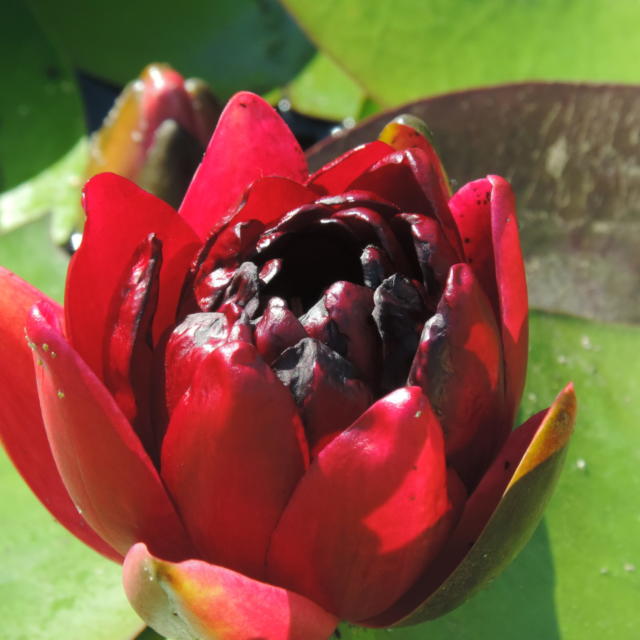 Jardins d'eau de Carsac