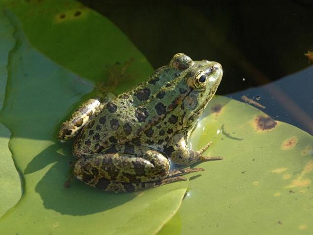 Grenouilles de nénuphar des jardins d'eau