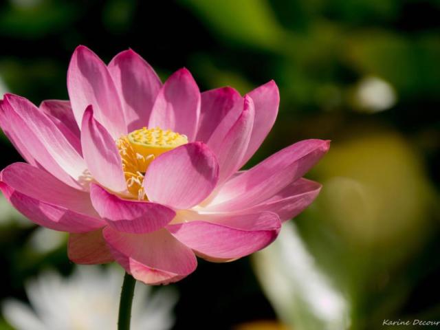 Jardins d'eau : Lotus Rose