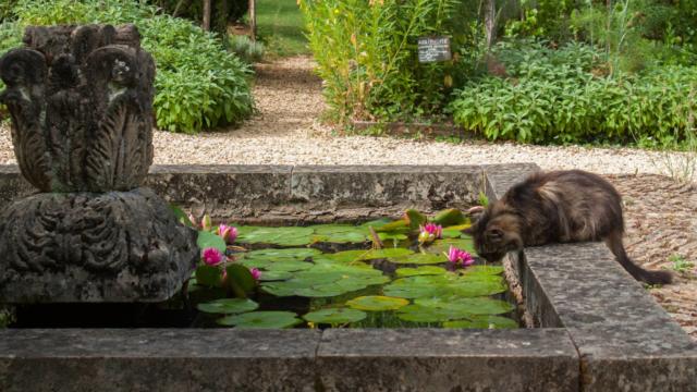 Nymphéas des jardins de Cadiot