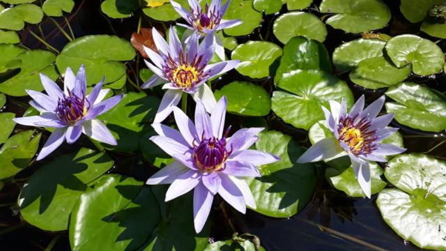 Nymphea des Jardins d'eau