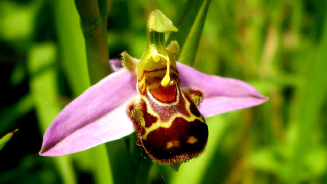 Orchidées Sauvages du sentier des fontaines