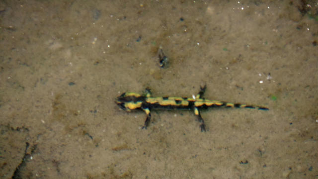 Salamandre Sentier Des Fontaines