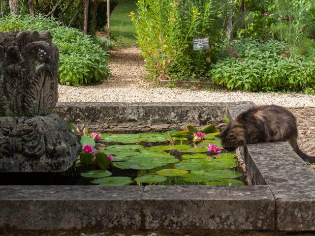 Nymphéas des jardins de Cadiot