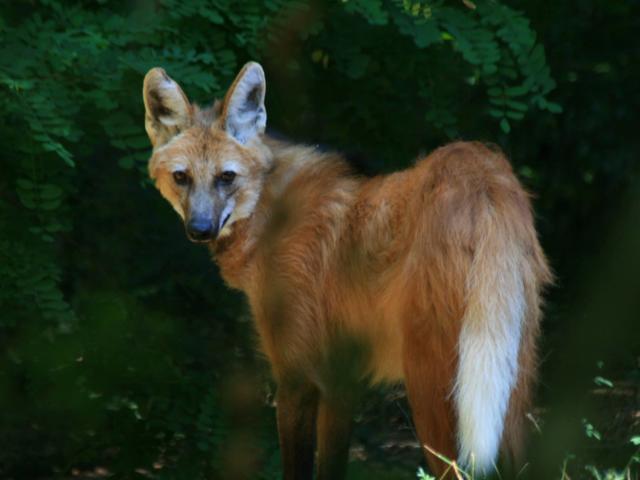 Lulu, le Loup à Crinière