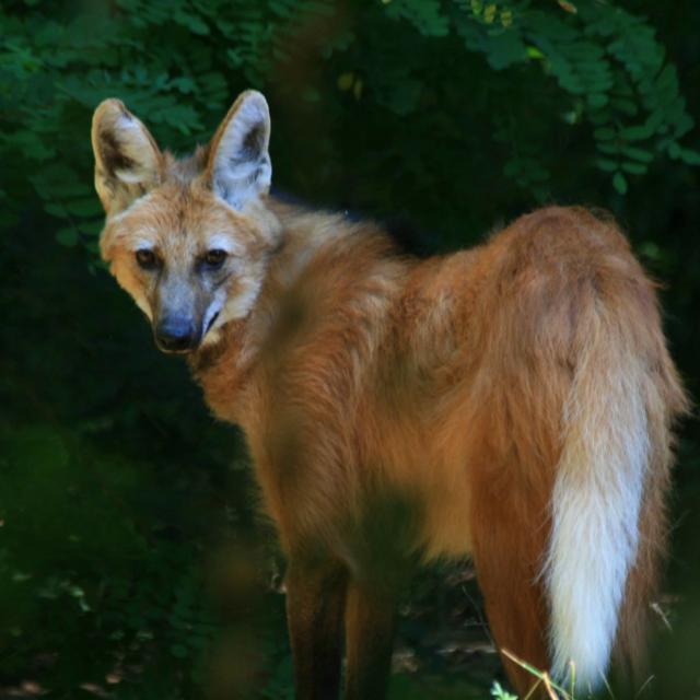 Lulu, le Loup à Crinière