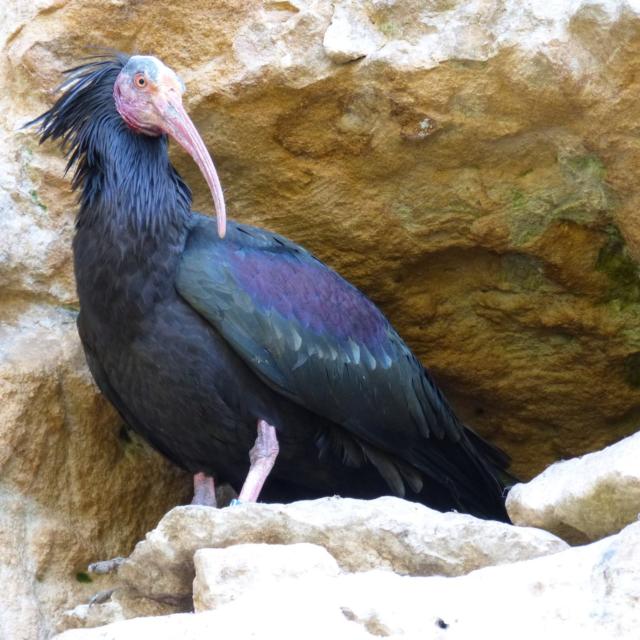 Rémi L'ibis Chauve