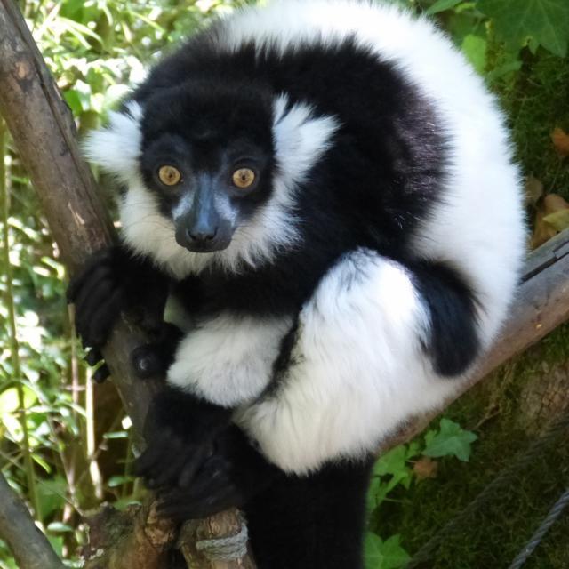 Soa le Maki Vari noir et blanc