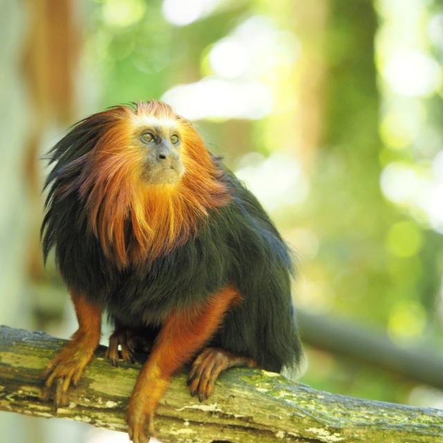 Tamarin Lion Doré