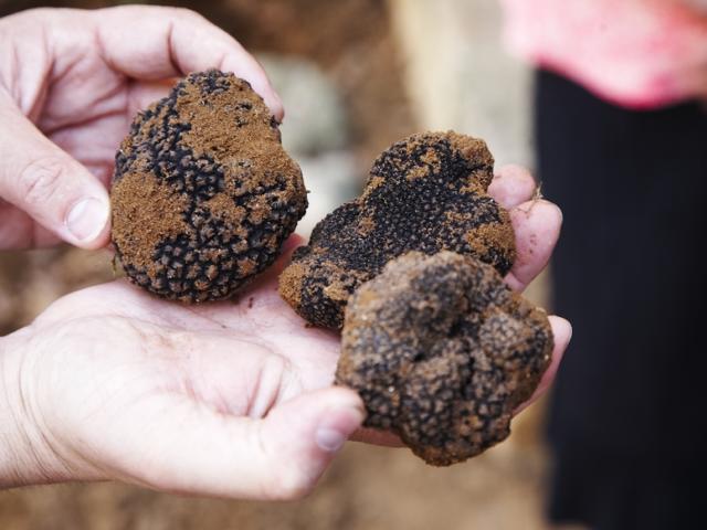 Truffes Du Perigord