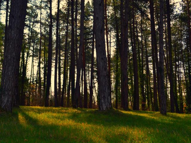 Arbres dans le Pays de Fénelon