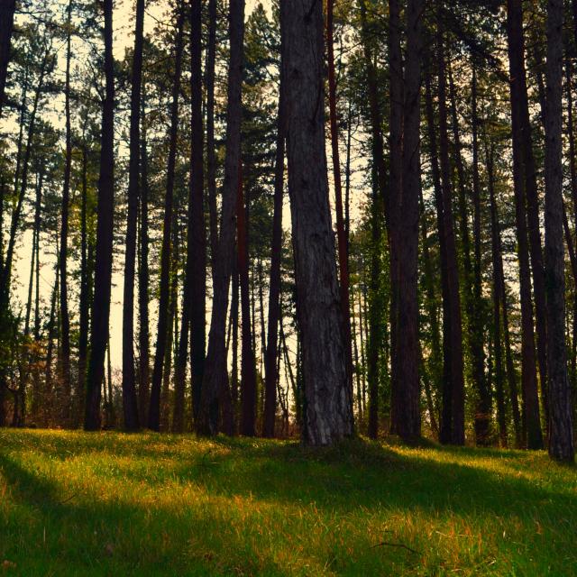 Arbres dans le Pays de Fénelon