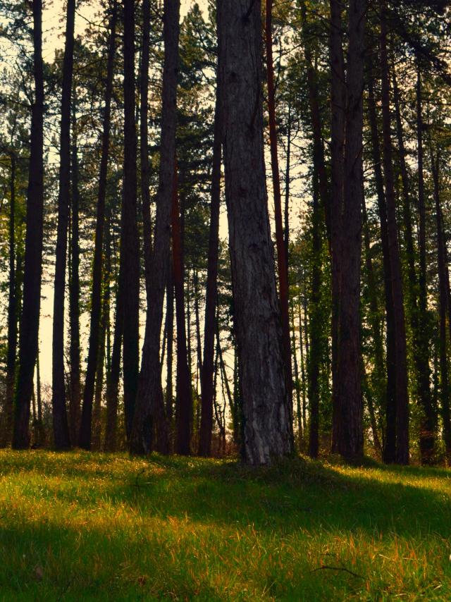 Arbres dans le Pays de Fénelon