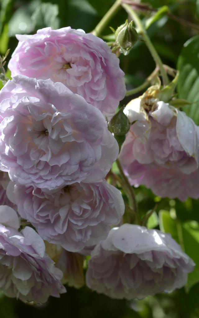 jardins de cadiot fleurs