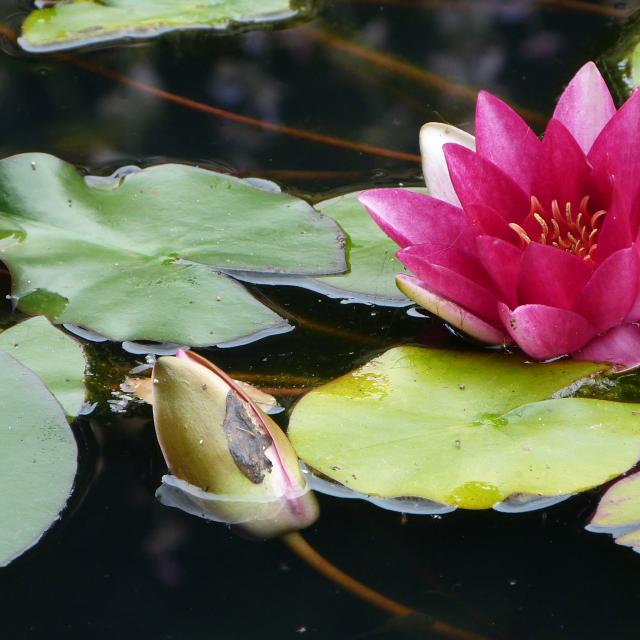 Fleurs au Jardins de Cadiot