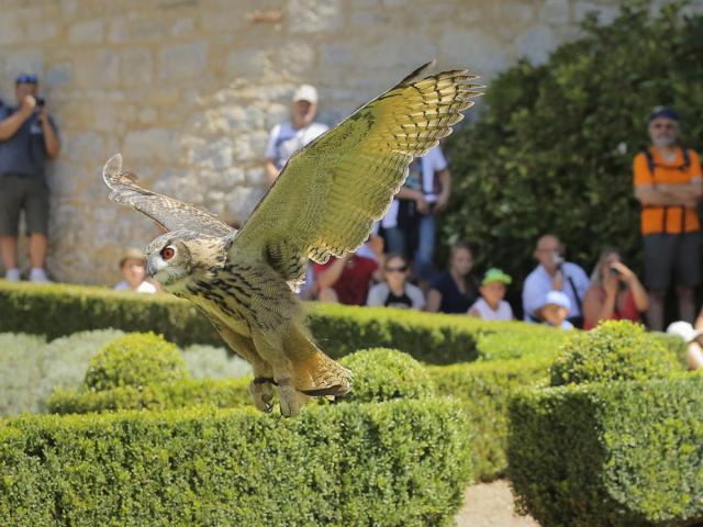 Chateau Milandes Rapaces & Hiboux