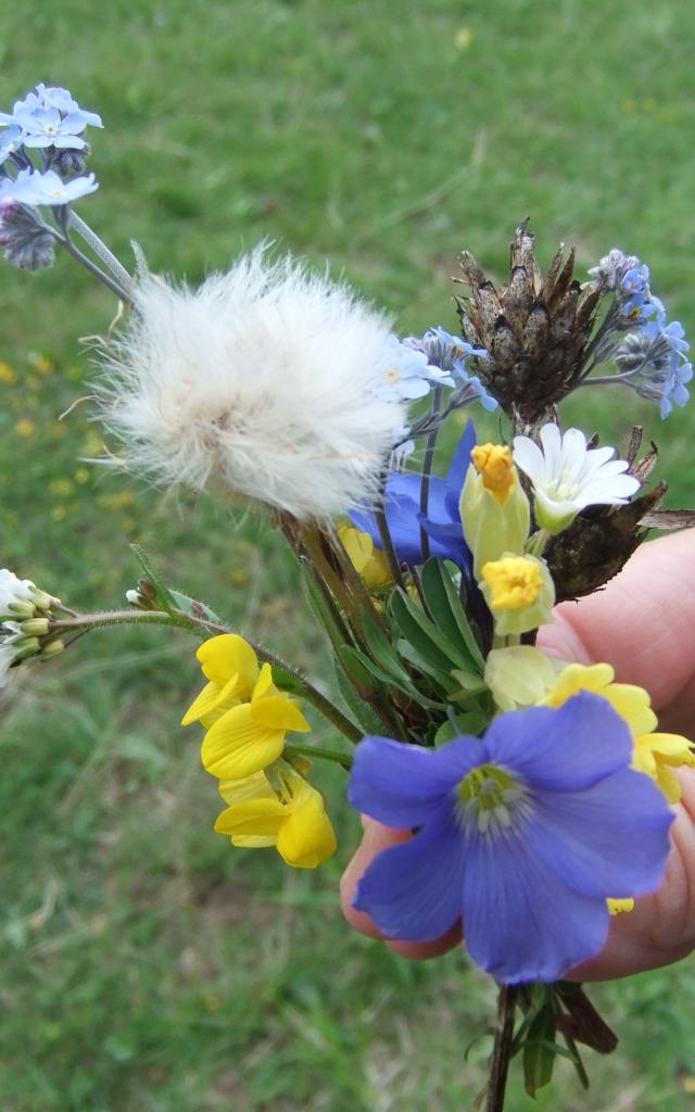 Echantillon De Fleurs Sauvages